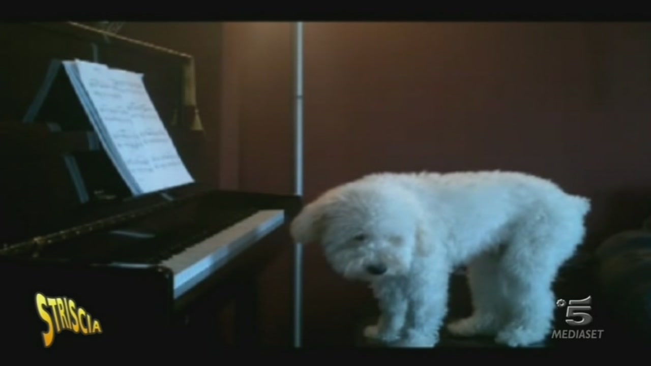 Il cane Dudù Striscia la notizia