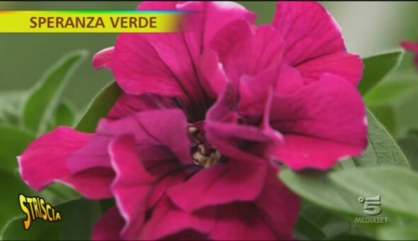 Petunie a Speranza Verde