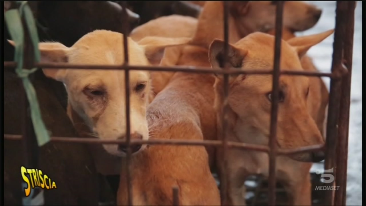 Carne di cane Striscia la notizia