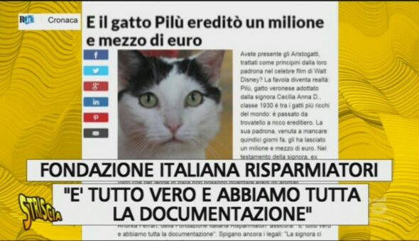 Fake news, il gatto Pilù