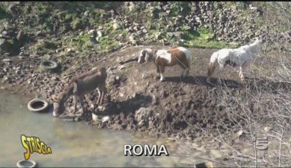 Cavalli morti in un campo