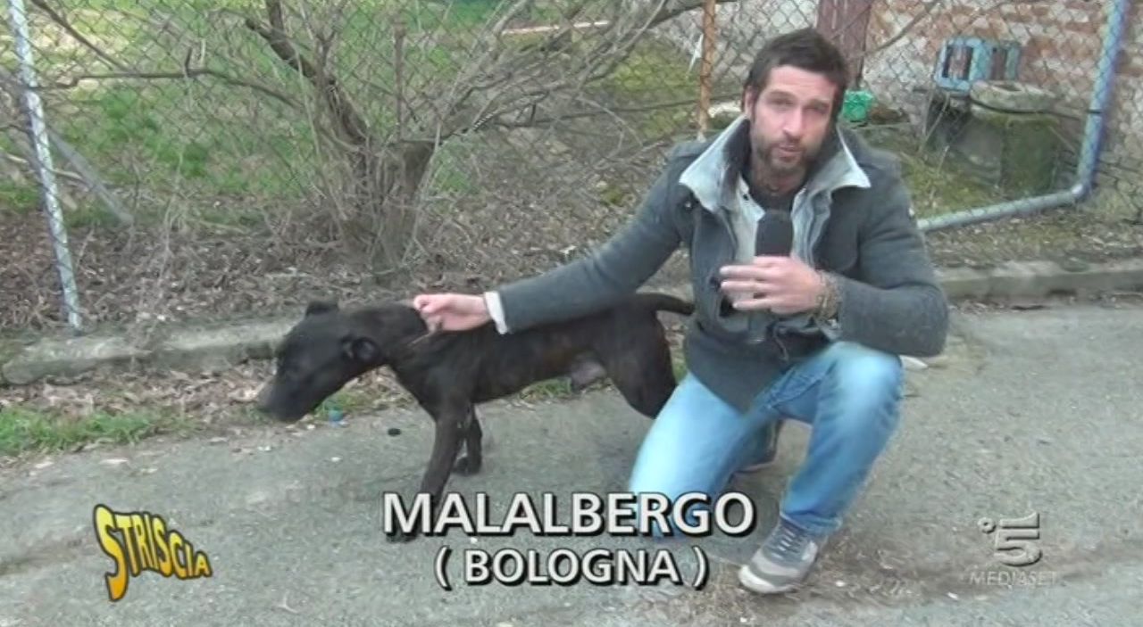 Un cane sfortunato Striscia la notizia