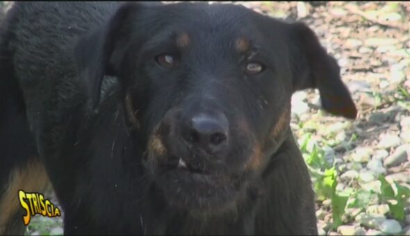 Cani aggressivi mal gestiti