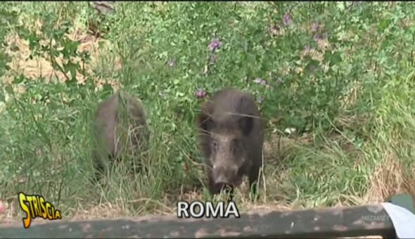 Roma, cinghiali sulla Cassia