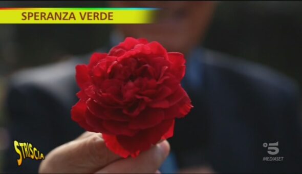 Rose a speranza Verde