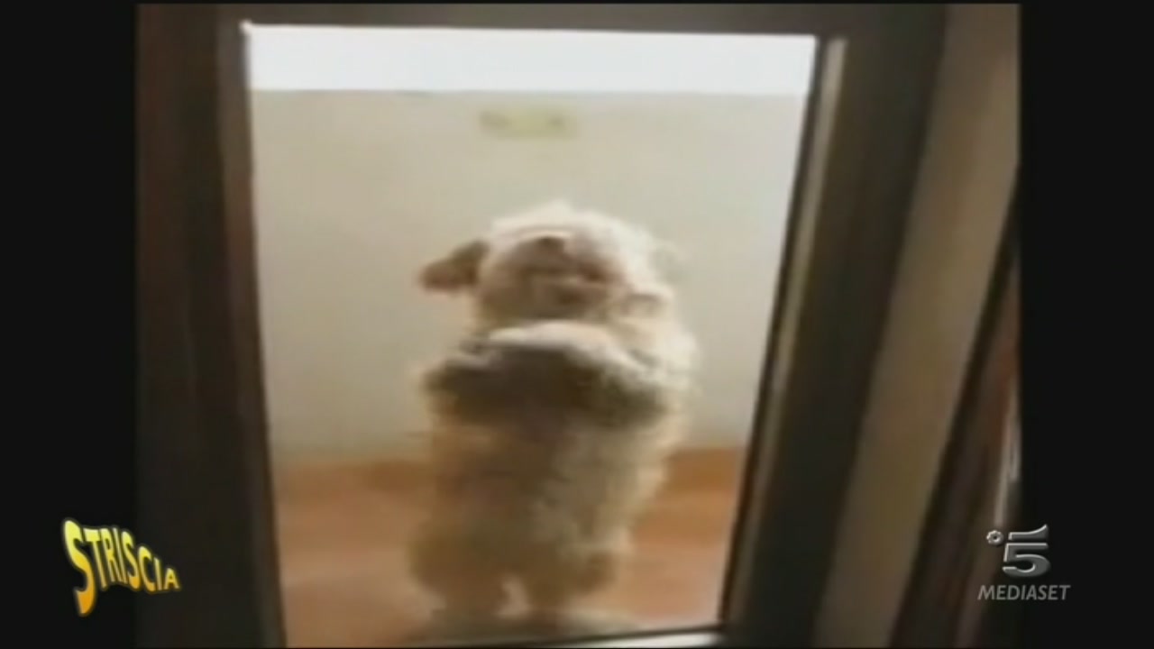 Il cane Dudù Striscia la notizia