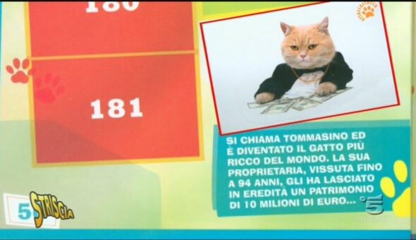 Tommasino, il gatto milionario