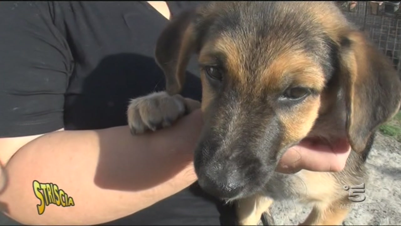 PIL, un cane con importanti prospettive di crescita Striscia la notizia