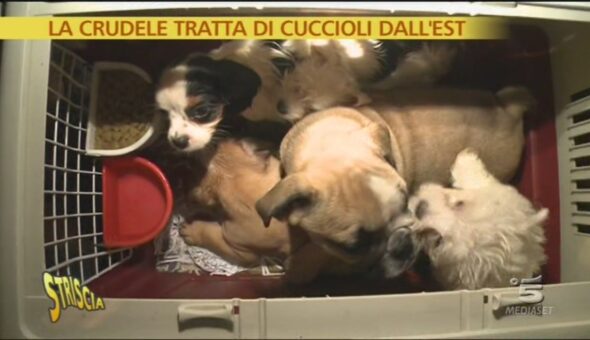 Tratta di cuccioli dall'Est Europa