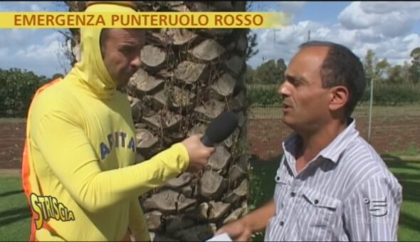 Capitan Ventosa contro il punteruolo rosso