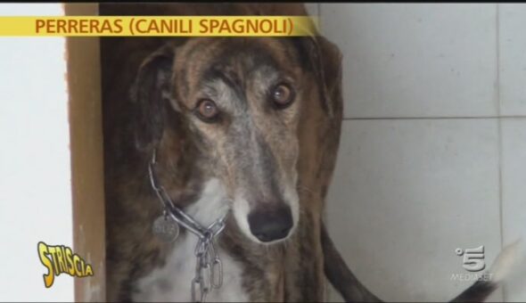 Reportage sui canili spagnoli II