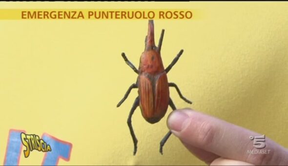 Punteruolo rosso