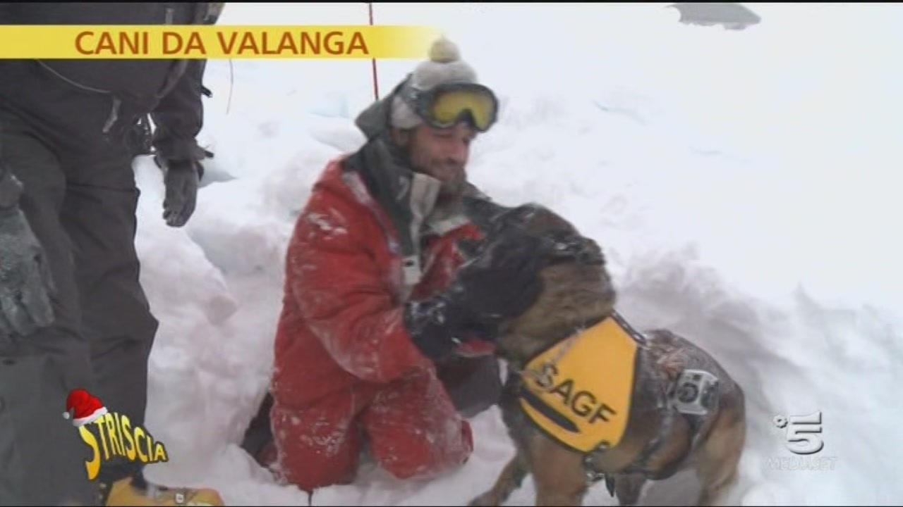 Cani da valanga Striscia la notizia