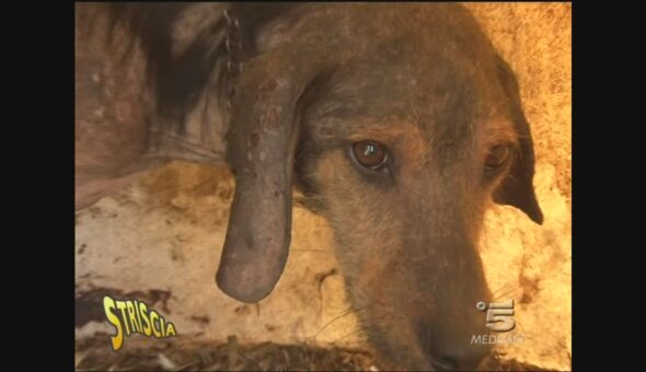 I cani chiamano, Edo Stoppa risponde