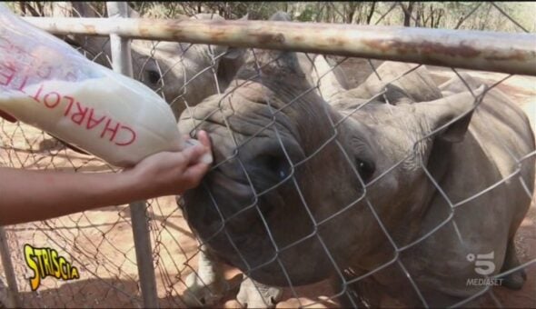 Bracconaggio in Africa pt.2