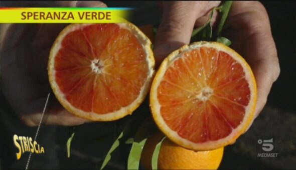 Le arance rosse siciliane