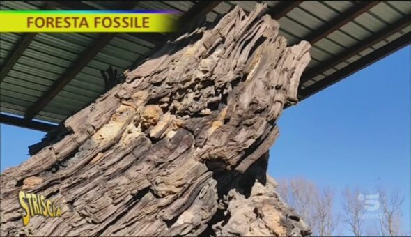La foresta fossile ad Avigliano Umbro