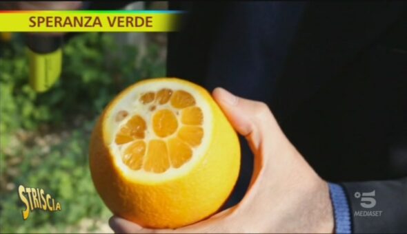 Le arance di Ribera