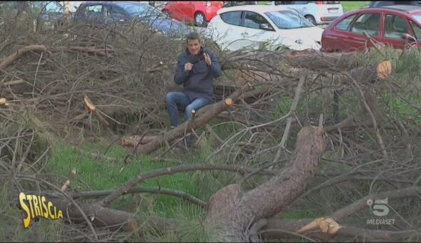 Alberi tagliati e non rimossi