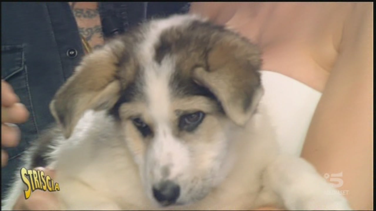 Il nuovo cane è Flat! Striscia la notizia