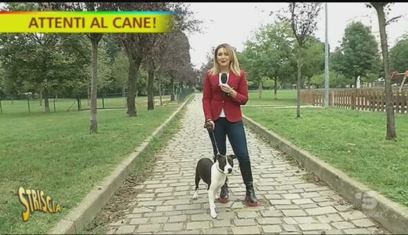 Truffe canino-amorose