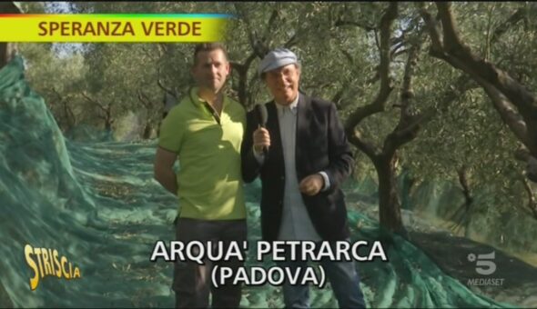 Le olive di Arquà Petrarca