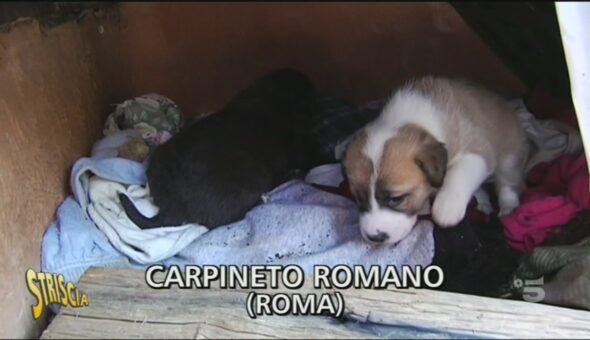 Cani randagi a Carpineto romano