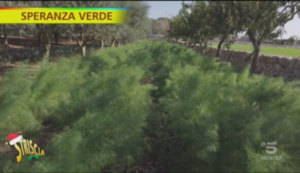 Speranza verde a tavola