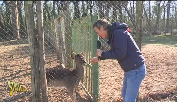 I daini del Circeo non si toccano