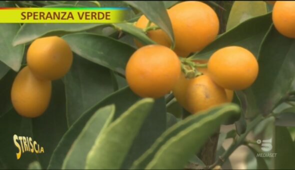 Cos'è il Kumquat