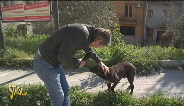 Cani randagi a Caltagirone (CT)