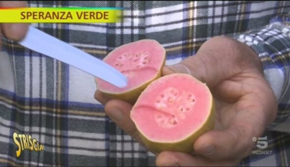 Cos'è la guava e quali sono i suoi benefici