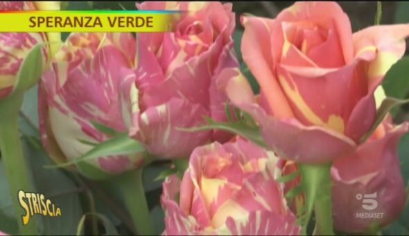 Come coltivare le rose fuori dal terreno