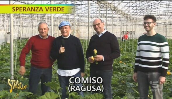 Zucchine e fiori di zucca, proprietà e consigli