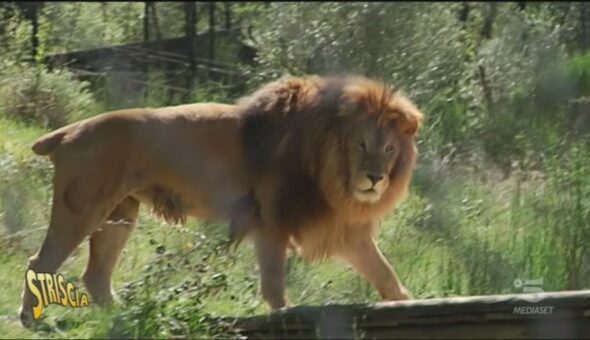 Animali da salvare, l'appello della LAV