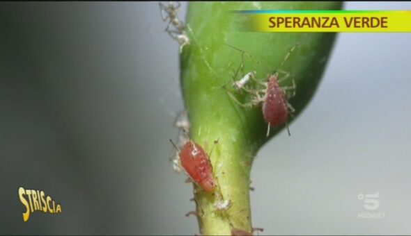 Speranza verde, cosa sono gli afidi