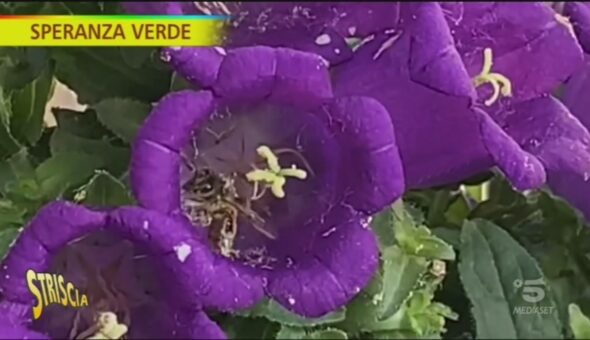 Campanula, come prendersene cura