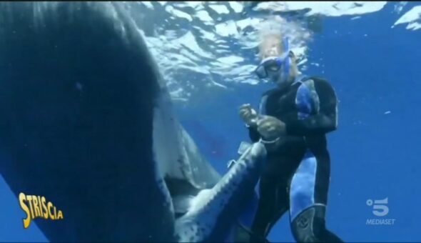 Balena chiede aiuto al sub per liberarsi dall'amo
