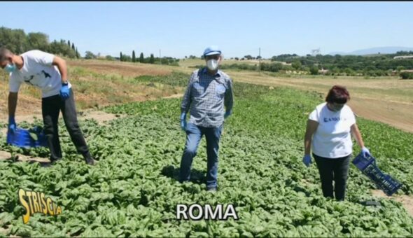 Spinaci, ecco perché fanno bene