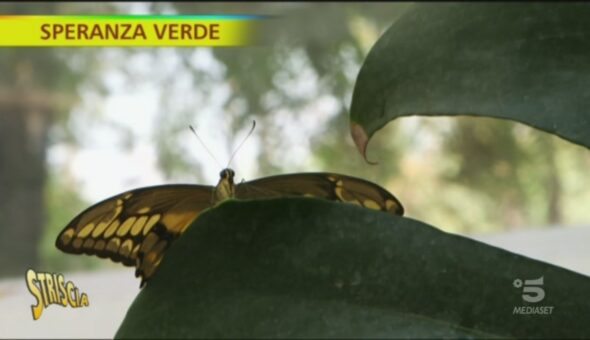 Il regno delle farfalle a Roma