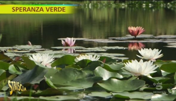 Pontinia, viaggio nella flora asiatica