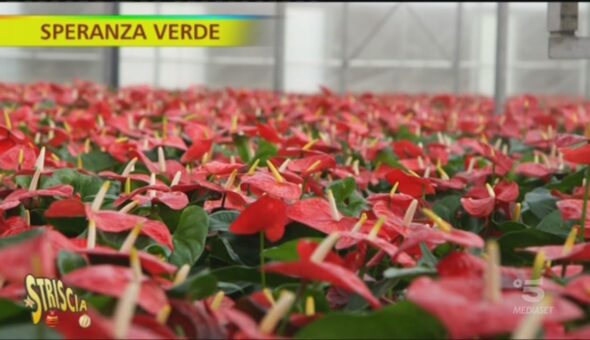 Speranza verde, non solo Stelle di Natale