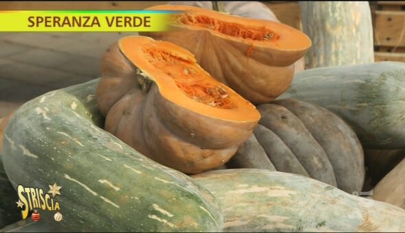 Zucca, caratteristica e proprietà