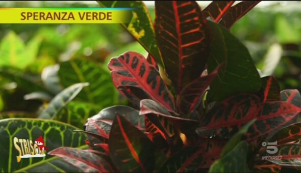 Croton, come coltivarlo e tenerlo in casa