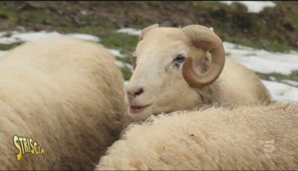 Come nasce la lana (quella artigianale)