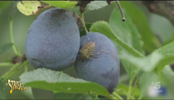 Specie aliene invasive, un problema anche economico