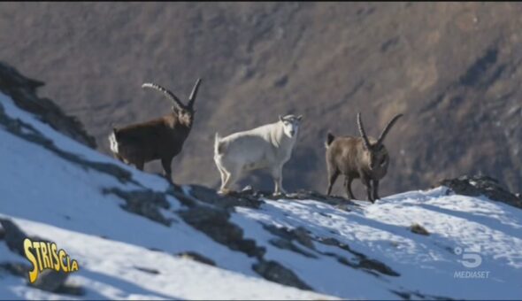 Animale misterioso sulle Alpi, è un ibrido