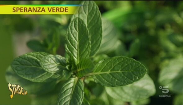 Menta e mentuccia, proprietà e benefici