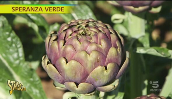 I carciofi di Ladispoli