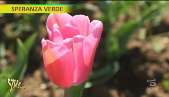 Roma come l'Olanda, il campo di tulipani u-pick